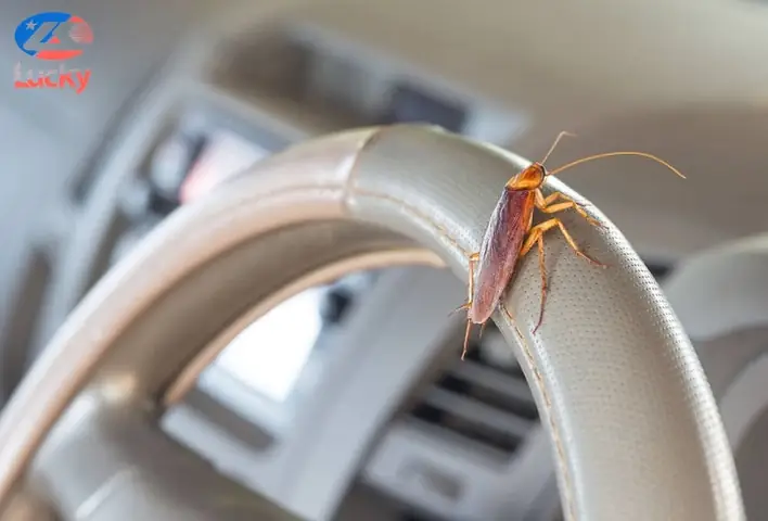 Cách Diệt Gián Trên Xe Ô Tô Hiệu Quả, Tận Gốc Và An Toàn Cách Diệt Gián Trên Xe Ô Tô Hiệu Quả, Tận Gốc Và An Toàn