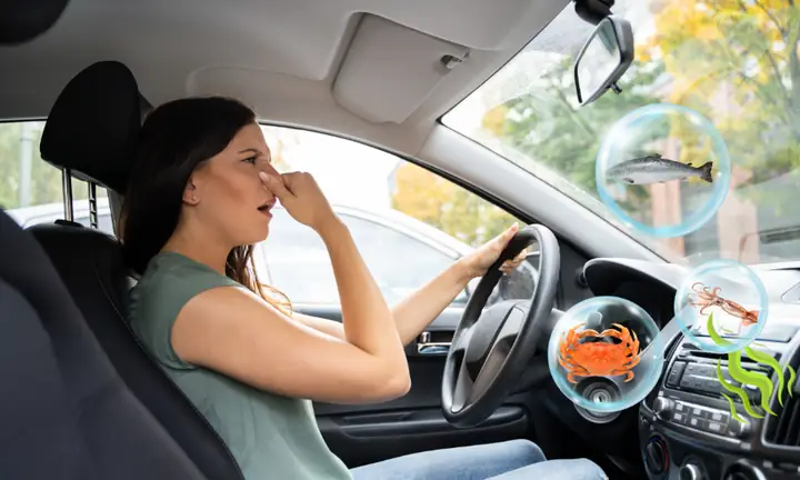 Cách Khử Mùi Tanh Trên Xe Ô Tô Cách Khử Mùi Tanh Trên Xe Ô Tô