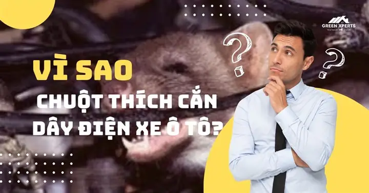 Chuột Cắn Dây Điện Ô Tô: Nguyên Nhân & Giải Pháp Phòng Tránh Chuột Cắn Dây Điện Ô Tô: Nguyên Nhân & Giải Pháp Phòng Tránh