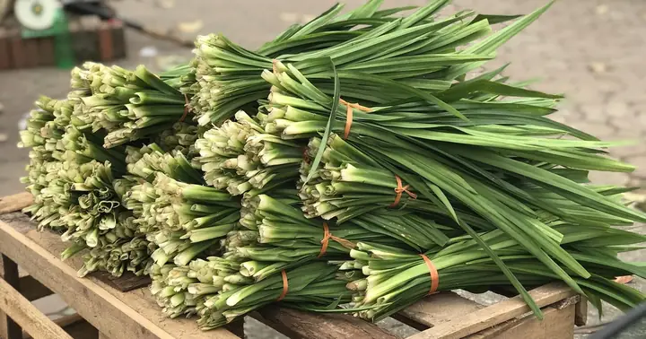 Lá Thơm Xe Ô Tô: Bí Quyết Khử Mùi Tự Nhiên Cho Xế Hộp Lá Thơm Xe Ô Tô: Bí Quyết Khử Mùi Tự Nhiên Cho Xế Hộp