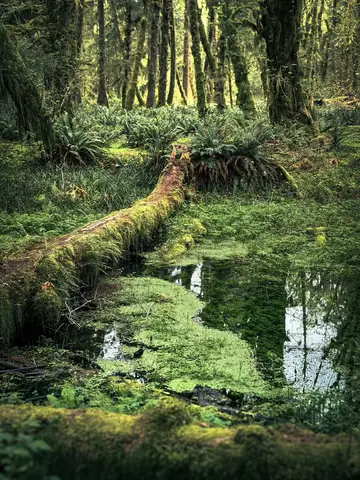Toyota Algae